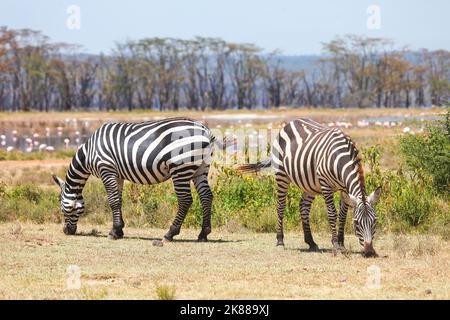 Plains zebras (Equus quagga) in the Lake Nakuru National Park, Kenya Stock Photo