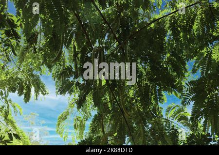Looking up into the canopy of a Parkia Timoriana tree, laden with tree pods, in Kauai, Hawai, USA Stock Photo