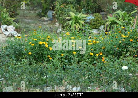 Tagetes patula bonanza yellow french marigold many flowers Stock Photo