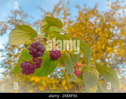 Autumn ripening of remontant raspberries Stock Photo
