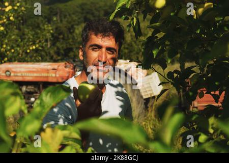 Portrait of a middle eastern holding an apple in his hand and posing in an apple orchard with a tractor on the background. Stock Photo