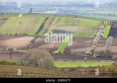 spring landscape with vineyards near Velke Pavlovice, Southern Moravia, Czech Republic Stock Photo