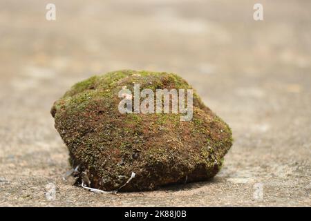Piece of old brick covered with mosses laying on a concrete floor exposed to sunlight on a bright day Stock Photo