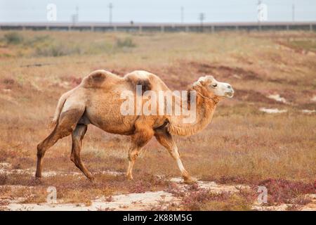 Bactrian camel in a steppe Stock Photo