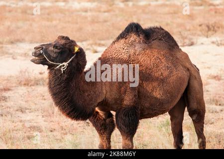 Bactrian camel in a steppe Stock Photo