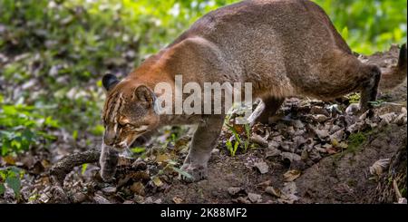 Asian golden cat / Temminck's cat / Asiatic golden cat (Catopuma temminckii) hunting in forest, native to India, Southeast Asia and China Stock Photo