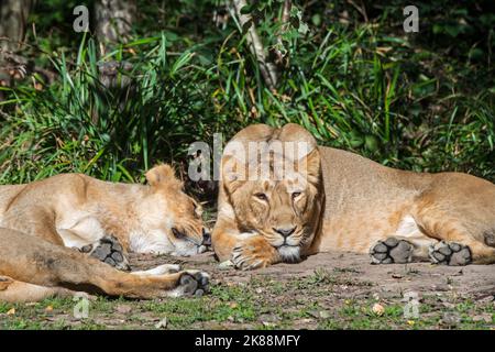 Asiatic lion / Gir lion (Panthera leo persica) two resting lionesses / females, native to India Stock Photo
