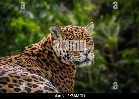 Jaguar (Panthera onca) close-up portrait in tropical rain forest / rainforest, native to Central and South America Stock Photo