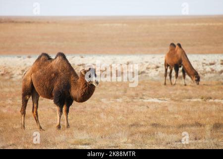 Two camels in the dry steppe in Kazakhstan Stock Photo