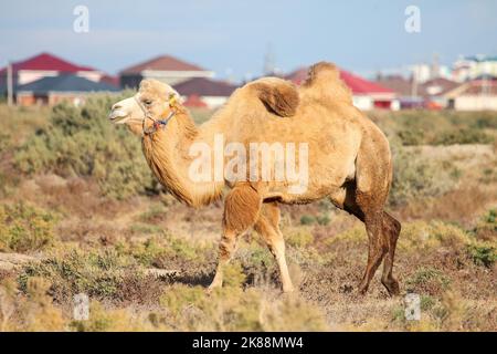 Bactrian camel at the background of the houses Stock Photo