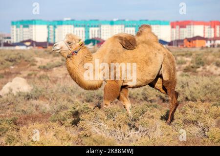Bactrian camel at the background of the city Stock Photo