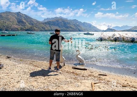 An Italian man throws bread to swans on beach at the lakefront town of Menaggio, Italy, on the shores of Lake Como. Stock Photo