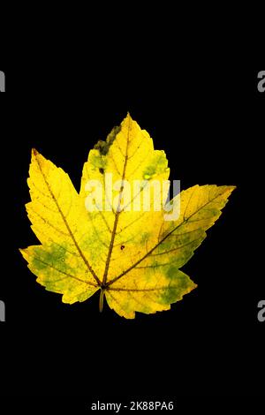Backlit, isolated maple or Acer leaf in autumn, close up, on a black background Stock Photo