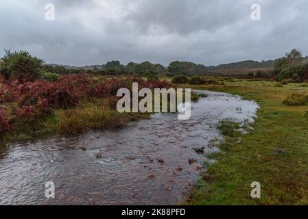 Godshill, Hampshire, UK, 21st October 2022, Weather: After months of ...