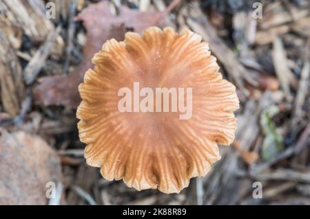 Fungus - Scurfy Twiglet (Tubaria furfuracea) Stock Photo