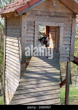A vertical shot of a goat resting in a small wooden house Stock Photo