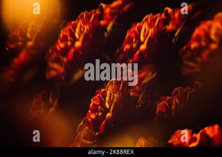 Defocused blurred dark moody flowers red roses background. Dark floral rose banner. Mystical Deep red purple flower on black background soft focus Stock Photo