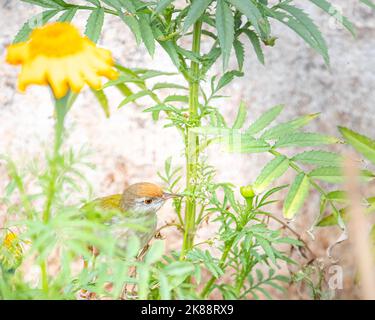 A Tailor Bird among the marigold flower plants Stock Photo