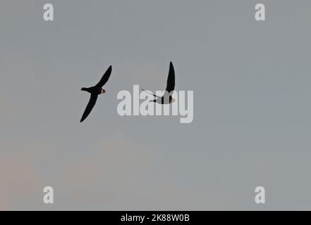 Biscutate Swift (Streptoprocne biscutata biscutata) two adults in