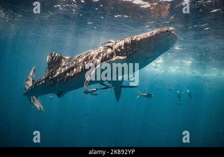 Madagascar Is A Global Hotspot For Endangered Whale Sharks