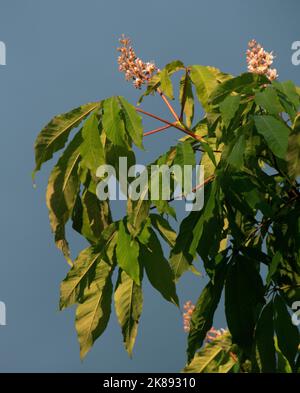 Indian Horse Chestnut Aescula Indica Stock Photo