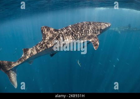 Whale Sharks hunting and feeding in the bay of Nosy Be, Madagascar on  October 19, 2022.