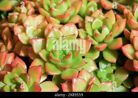 Close up view on beautiful succulent. Many beautiful succulent plants as background, top view. Nature Banner design Stock Photo