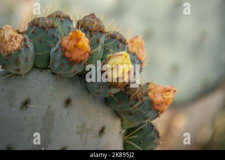 Closeup  of a flowering cactus Stock Photo