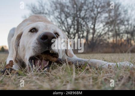 A yellow lab chews on a stick Stock Photo