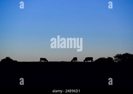 Cows grazing at sunset Pampean Stock Photo