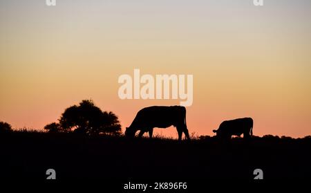 Cows raised with natural pastures, meat production in the Argentine countryside, La Pampa Province, Argentina. Stock Photo