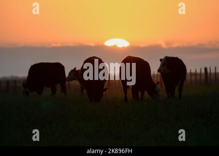 Cows raised with natural pastures, meat production in the Argentine countryside, La Pampa Province, Argentina. Stock Photo