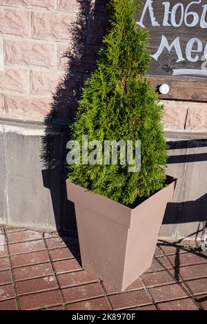 Trimmed thuja growing in large plastic pot. Big potted green thuya growth on winter yard cutout. Cone shape evergreen topiary tree grow in flowerpot c Stock Photo