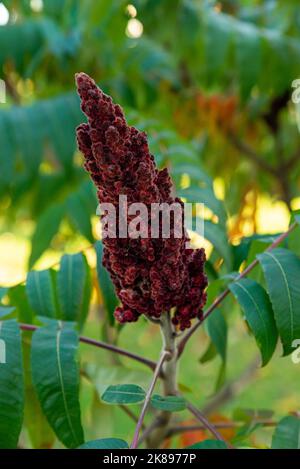 Beautiful flower comb or Celosia cristata with green leaves blooming in garden. Beautiful images of burgundy flower Stock Photo