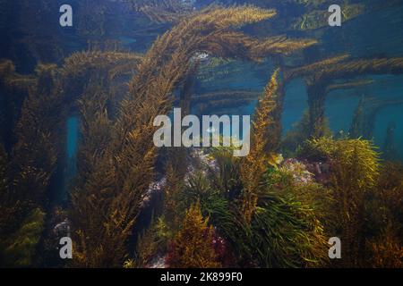 Algae underwater seascape in the Atlantic ocean in shallow water, Spain, Galicia, Rias baixas Stock Photo