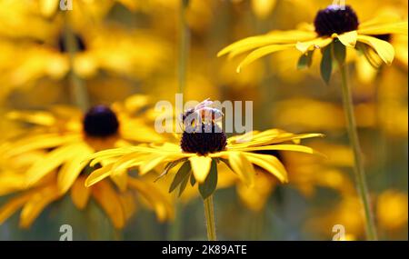 Macro image of a honey bee completely covered in pollen standing on top of the chocolate brown cone of a bright yellow Rudbeckia. August, England Stock Photo