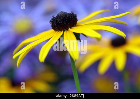 Macro image of a bright yellow Rudbeckia with chocolate brown central cone seen against a background of asters. September, England Stock Photo