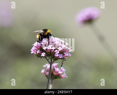 A white-tailed bumblebee gathers nectar and pollen from the top of Verbena (Vervain) bonariensis in an English garden in September Stock Photo