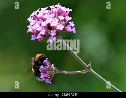 A white-tailed bumblebee gathers nectar and pollen from the top of Verbena (Vervain) bonariensis in an English garden in September Stock Photo