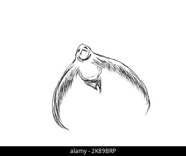 Pencil drawing of a bird hi-res stock photography and images - Alamy