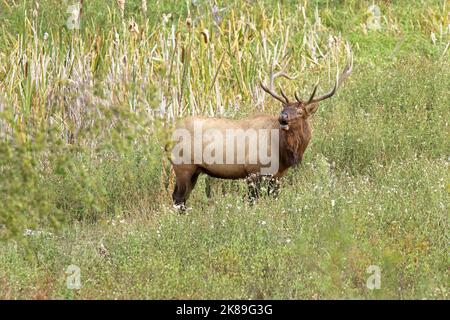 A large bull elk stands in tall grass in western Montana. Stock Photo