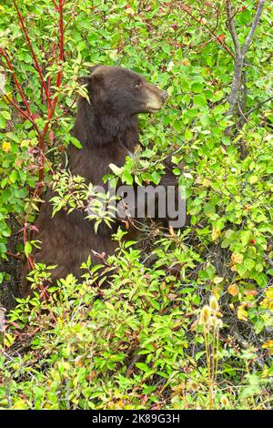 A female black bear is in the berry bushes eating berries in western Montana. Stock Photo