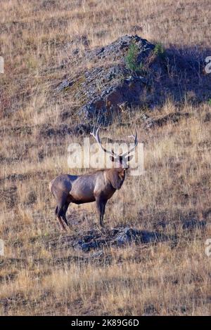 Portraiture of a large bull elk stands in short dry grass in western Montana. Stock Photo