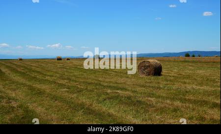 Hay bales of mowed dried grass pressed into rolls, on stubble field in the countryside in Transylvania, Romania Stock Photo