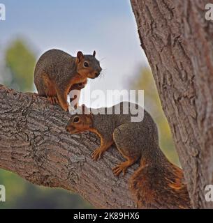 two squirrels on a tree in Union City, California Stock Photo