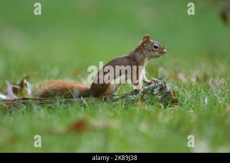 American red squirrel Tamiasciurus hudsonicus foraging in a backyard in Fall Stock Photo