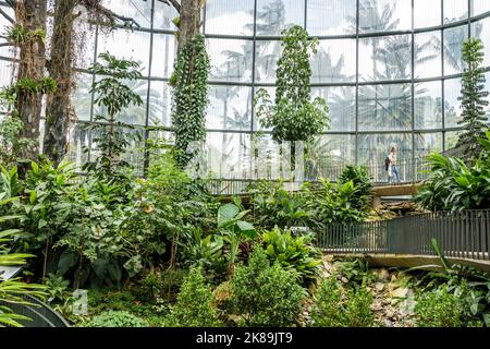 Bogota Colombia,Engativa Calle 63 Jardin Botanico de Bogota¡ Jose Celestino Mutis Botanical Garden,Expedicion Tropicario tropical expedition ecosystem Stock Photo