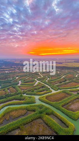 SUQIAN, CHINA - OCTOBER 21, 2022 - A meandering reed maze is seen under the sunrise at Hongze Lake Wetland scenic spot in Suqian city, Jiangsu provinc Stock Photo