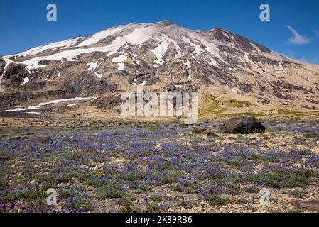 WA22496-00...WASHINGTON - A mat of miniture lupine blooming on the Plains of Abraham in Mount St. Helens National Volcanic Monument. Stock Photo