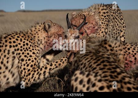 Cheetahs on a hunt, photographed on a safari in South Africa Stock Photo